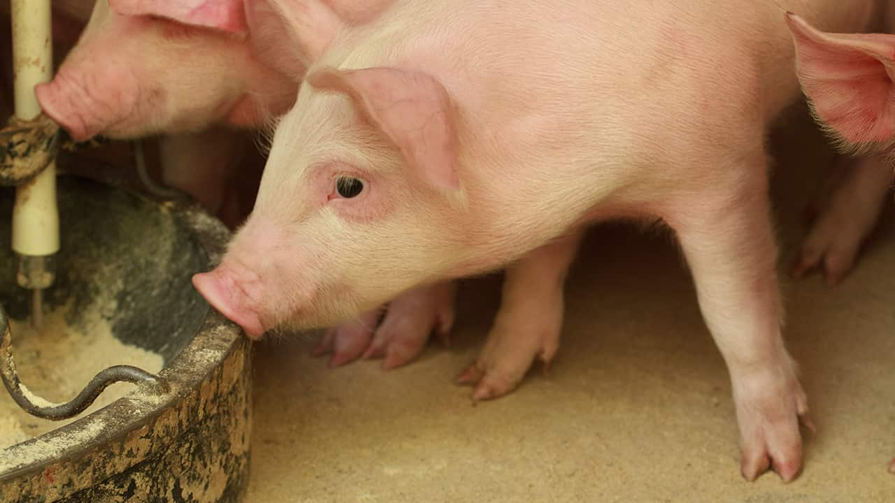 Suínos: Manejo da fase de transição