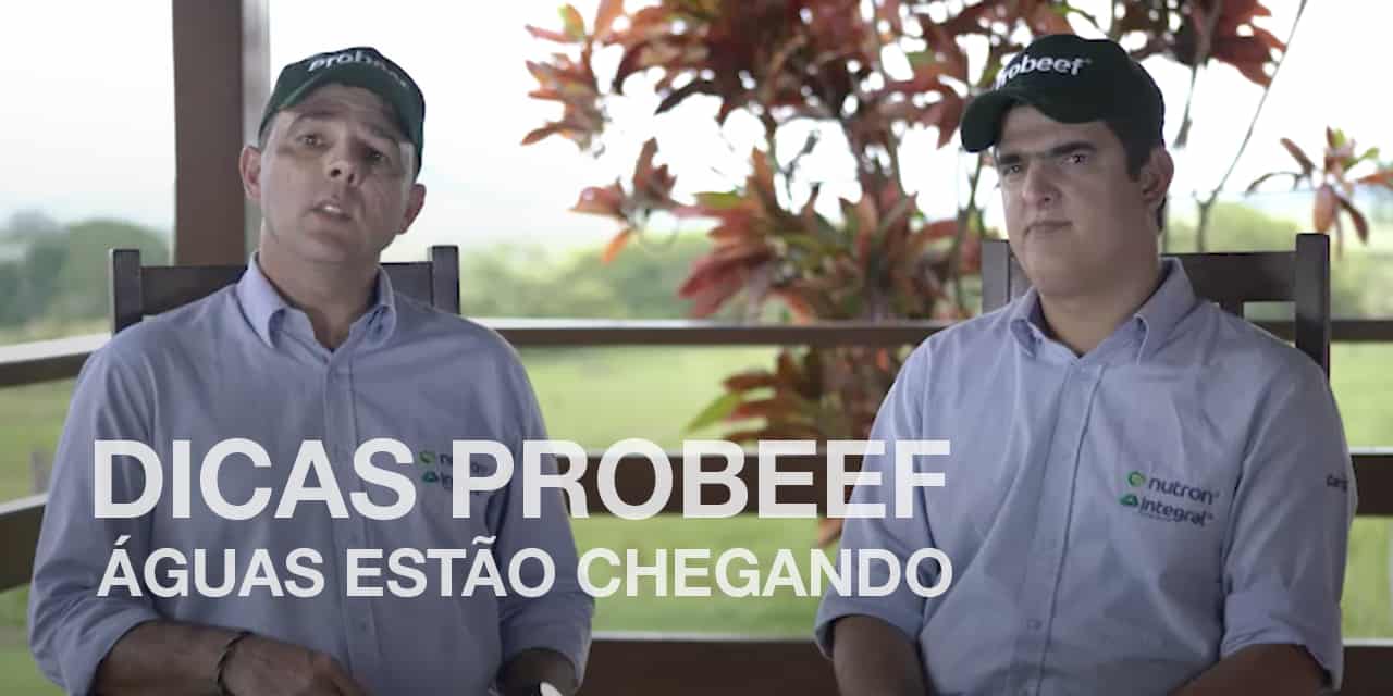 Dicas PROBEEF® – Águas estão chegando | Pedro Veiga e Carrijo