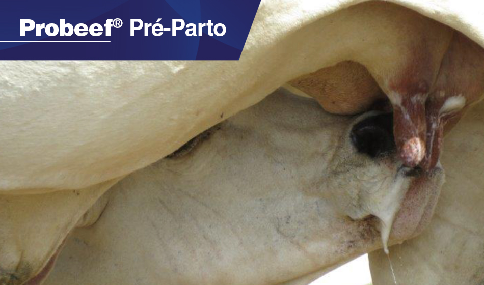 Probeef® Pré-Parto | Bezerro bom é bezerro desmamado e saudável