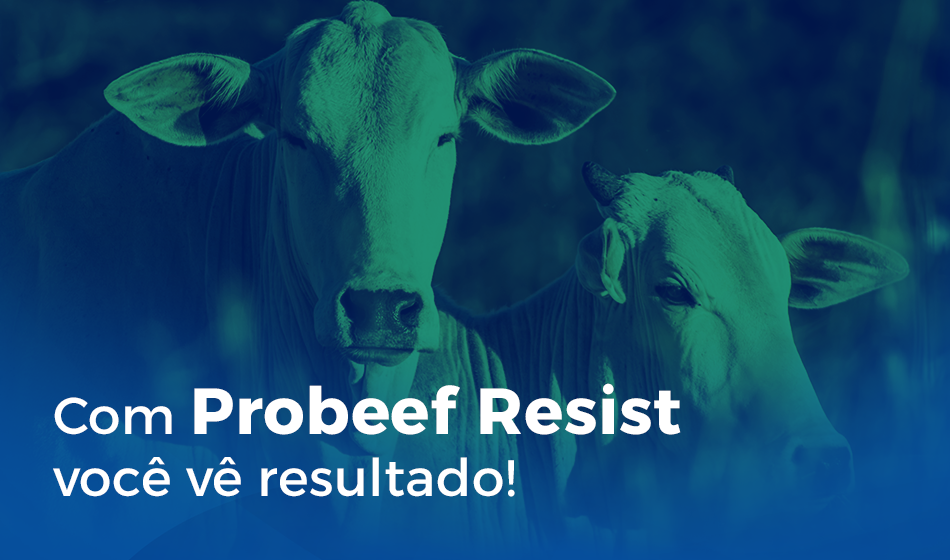 Com Probeef Resist você vê Resultado | Fazenda Babaçu