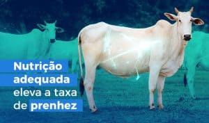 Probeef Reproduçao nutriçao que eleva a Taxa de Prenhez