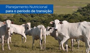 Planejamento-nutricional-para-o-periodo-de-transicao