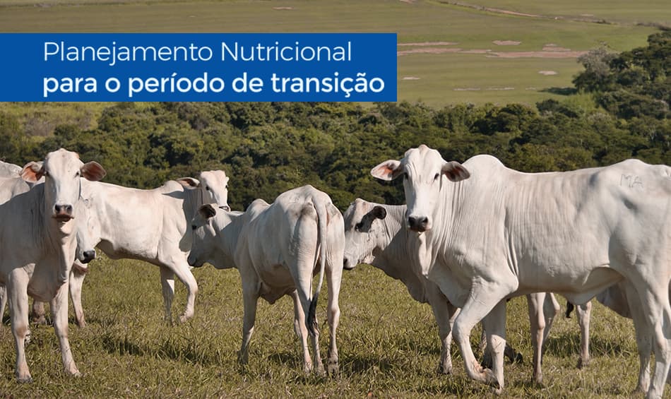 Planejamento Nutricional para o Período de Transição