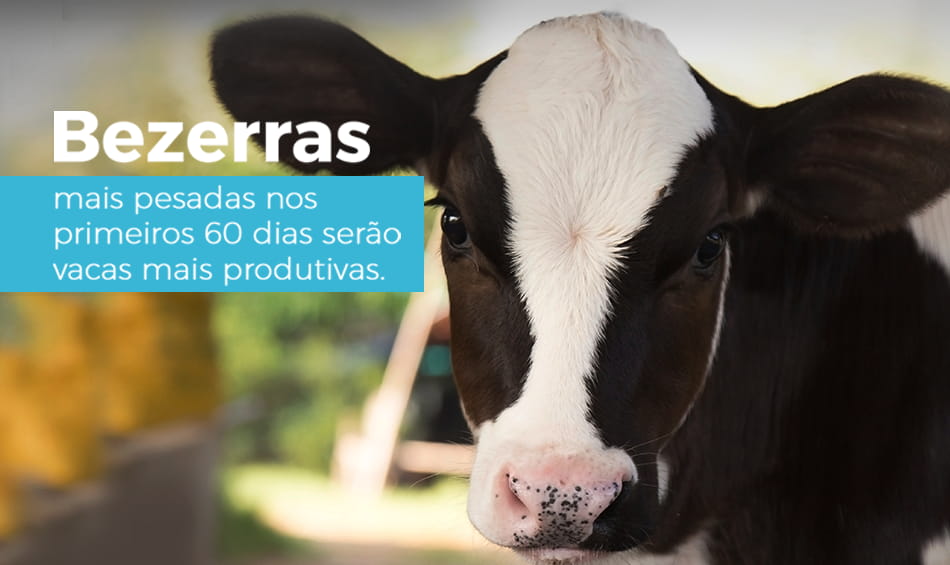 Bezerras mais pesadas nos primeiros 60 dias serão vacas mais produtivas