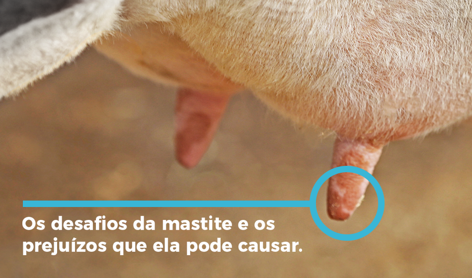 Os prejuízos e desafios que vem com a alta incidência de Mastite