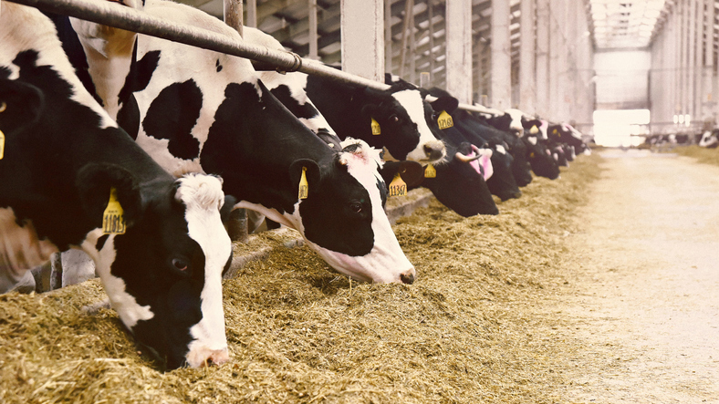 Como a nutrição e o conforto da vaca afetam a composição do leite