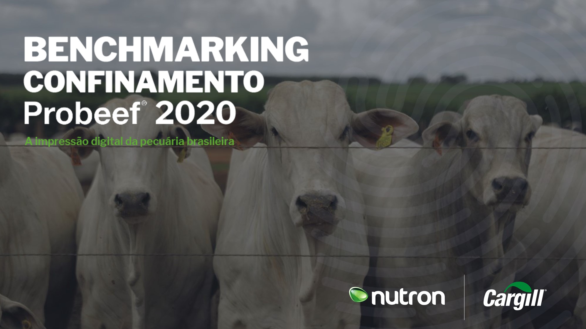 Como o Benchmarking de Confinamento Probeef pode ajudar?