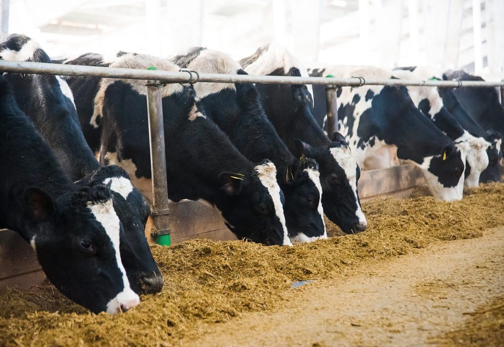 O impacto econômico das perdas dos ingredientes na dieta das fazendas de leite