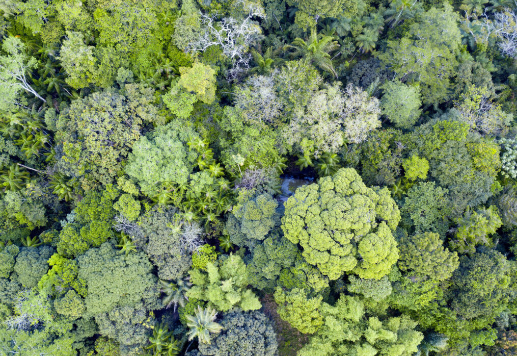 A pecuária de corte e a sustentabilidade: conectando o presente com o futuro